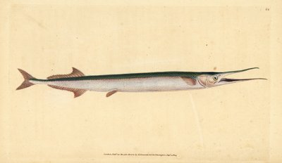 Garfish eller havnål, Belone belone (Sjøgjedde eller gar-fish, Esox belone). Håndfarget kobberplate tegnet og gravert av Edward Donovan fra hans Natural History of British Fishes, Donovan og F.C. og J. Rivington, London av Edward Donovan