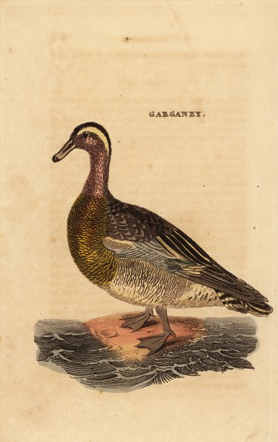Garganey, Spatel querquedula, liten dabbling and av Edward Donovan