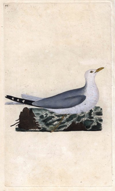 Måkeaske. Larus canus. Kobberstikk av Edward Donovan (1768-1837), publisert i Natural History of British Birds, London av Edward Donovan