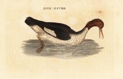 Gåsand, Mergus marganser, hunn av Edward Donovan