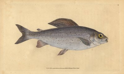 Harr, Thymallus thymallus (Salmo thymallus). Håndfarget kobberplate tegnet og gravert av Edward Donovan fra hans Natural History of British Fishes, Donovan og F.C. og J. Rivington, London av Edward Donovan