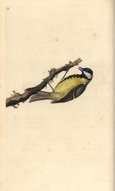 Pommemeis, Parus Major. Håndfarget kobberplate tegnet og gravert av Edward Donovan fra hans egen "Natural History of British Birds," London av Edward Donovan