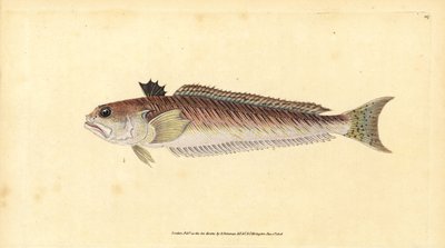 Store vever, Trachinus draco (Stor vever eller stikk-okse, Trachinus major). Håndfarget kobberplate tegnet og gravert av Edward Donovan fra hans Natural History of British Fishes, Donovan og F.C. og J. Rivington, London av Edward Donovan