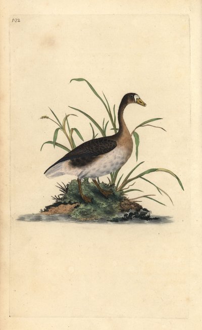 Stor blissgås, Anser albifrons. Håndfarget kobberplate tegnet og gravert av Edward Donovan fra hans egen "Natural History of British Birds," London av Edward Donovan