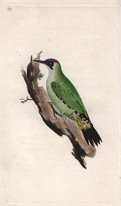 Grønn spett. Picus viridis. Kobberstikk av Edward Donovan (1768-1837), publisert i Natural History of British Birds, London av Edward Donovan