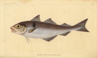 Hyse, Melanogrammus aeglefinus (Gadus aeglefinus). Sårbar. Håndfarget kobberplate tegnet og gravert av Edward Donovan fra hans Natural History of British Fishes, Donovan og F.C. og J. Rivington, London av Edward Donovan