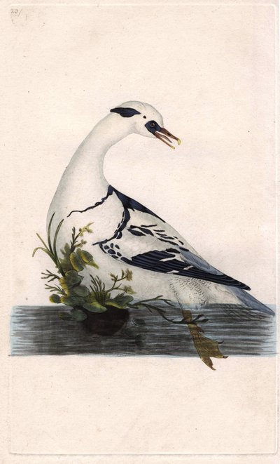 Harle panter. Mergus albellus. Kobberstikk av Edward Donovan (1768-1837), publisert i Natural History of British Birds, London av Edward Donovan