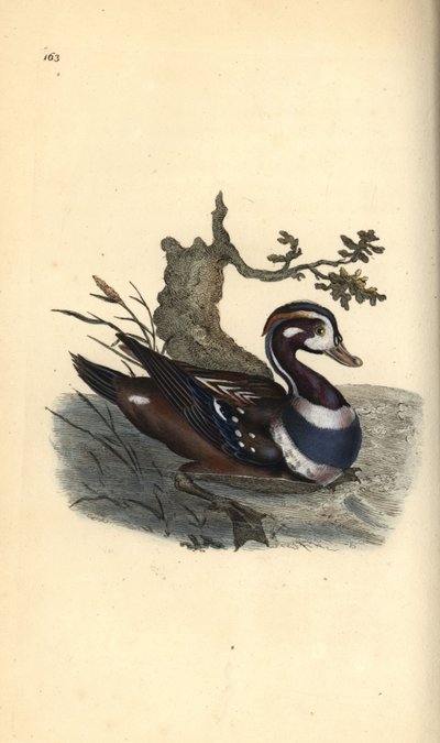 Harlekinand, Histrionicus histrionicus. Håndfarget kobberplate tegnet og gravert av Edward Donovan fra hans egen "Natural History of British Birds," London av Edward Donovan