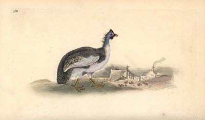 Perlehøne med hjelm, Numida meleagris. Håndfarget kobberplate tegnet og gravert av Edward Donovan fra hans egen "Natural History of British Birds," London av Edward Donovan