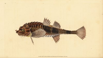Hooknose, Agonus cataphractus (Pogge eller væpnet oksehode, Cottus cataphractus). Håndfarget kobberplate tegnet og gravert av Edward Donovan fra hans Natural History of British Fishes, Donovan og F.C. og J. Rivington, London av Edward Donovan