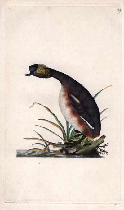 Hornspove eller øredobber. Podiceps auritus (Colymbus auritus). Kobberstikk av Edward Donovan (1768-1837), publisert i Natural History of British Birds, London av Edward Donovan