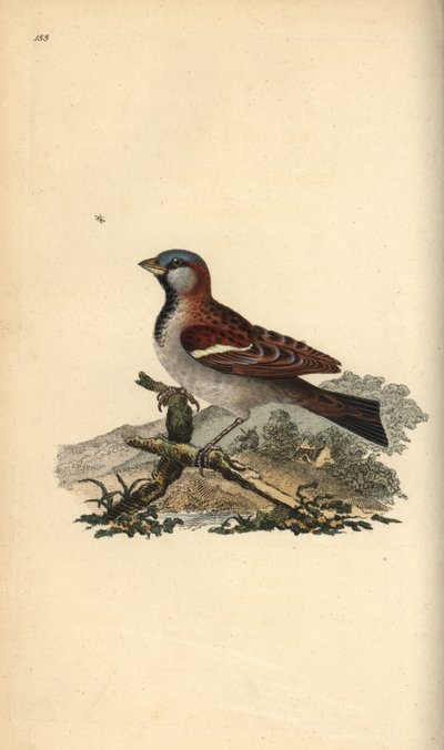 Gråspurv, Pour domesticus. Håndfarget kobberplate tegnet og gravert av Edward Donovan fra hans egen "Natural History of British Birds," London av Edward Donovan