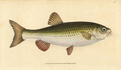 Ide, Leuciscus idus (Chub, Cyprinus jeses). Håndfarget kobberplate tegnet og gravert av Edward Donovan fra hans Natural History of British Fishes, Donovan og F.C. og J. Rivington, London av Edward Donovan