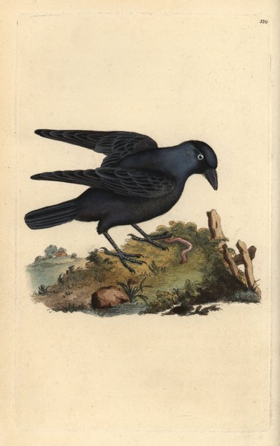 Jackdaw, Corvus monedula, med orm. Håndfarget kobberplate tegnet og gravert av Edward Donovan fra hans egen "Natural History of British Birds" (1794-1819). Edward Donovan (1768–1837) var en anglo-irsk amatørzoolog, forfatter, kunstner og gravør. Han av Edward Donovan