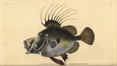 John Dory eller Doree, Zeus faber. Håndfarget kobberplate tegnet og gravert av Edward Donovan fra hans Natural History of British Fishes, Donovan og F.C. og J. Rivington, London av Edward Donovan