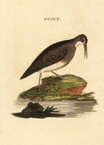 Minste sandpiper, Calidris minutilla av Edward Donovan