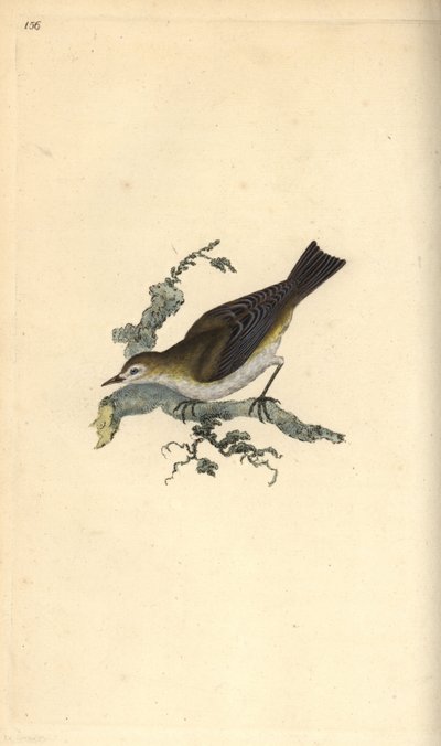Mindre småkaker, hippolay motacilla. Håndfarget kobberplate tegnet og gravert av Edward Donovan fra hans egen "Natural History of British Birds," London av Edward Donovan