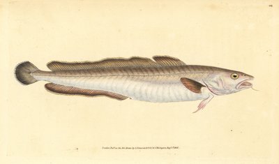 Langefisk, Molva molva (Gadus molva). Håndfarget kobberplate tegnet og gravert av Edward Donovan fra hans Natural History of British Fishes, Donovan og F.C. og J. Rivington, London av Edward Donovan