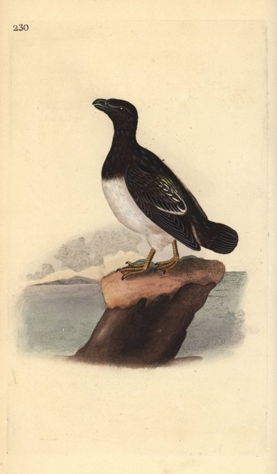 Lilleake eller Dovekie (hunn), Alle alle. Håndfarget kobberplate tegnet og gravert av Edward Donovan fra hans egen "Natural History of British Birds," London av Edward Donovan