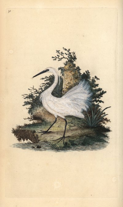 Lille egret, Egreta garzetta. Håndfarget kobberplate tegnet og gravert av Edward Donovan fra hans egen "Natural History of British Birds," London av Edward Donovan