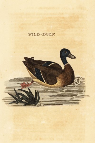 Stokand, Anas platyrhynchos av Edward Donovan