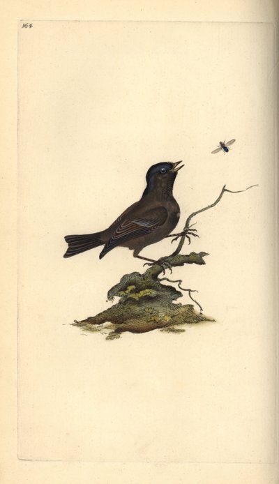 Myrmeis, Poecile Palustris. Håndfarget kobberplate tegnet og gravert av Edward Donovan fra hans egen "Natural History of British Birds," London av Edward Donovan