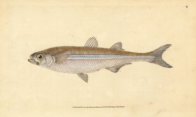 Middelhavssandlukt eller europeisk aterin, Atherina hepsetus. Håndfarget kobberplate tegnet og gravert av Edward Donovan fra hans Natural History of British Fishes, Donovan og F.C. og J. Rivington, London av Edward Donovan