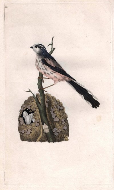 Mesange har en lang hale. Aegithalos caudatus (Parus caudatus). Kobberstikk av Edward Donovan (1768-1837), publisert i Natural History of British Birds, London av Edward Donovan