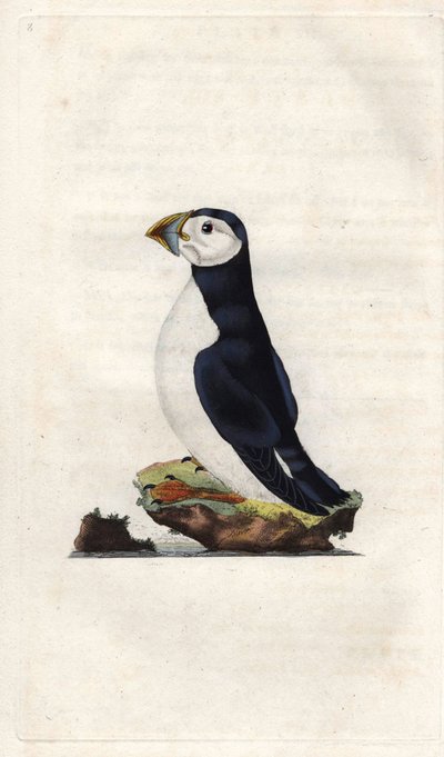 Munkeskjær. Fratercula arctica (Alca arctica). Kobberstikk av Edward Donovan (1768-1837), publisert i Natural History of British Birds, London av Edward Donovan