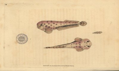 Montaguas havsnegl, Liparis montagui (Diminutiv klumpsuger, Cyclopterus montagui). Håndfarget kobberplate tegnet og gravert av Edward Donovan fra hans Natural History of British Fishes, Donovan og F.C. og J. Rivington, London av Edward Donovan