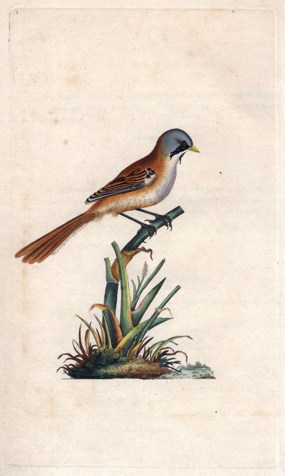Bartpanering (passeriform). Panurus biarmicus (Parus biarmicus). Kobberstikk av Edward Donovan (1768-1837), publisert i Natural History of British Birds, London av Edward Donovan