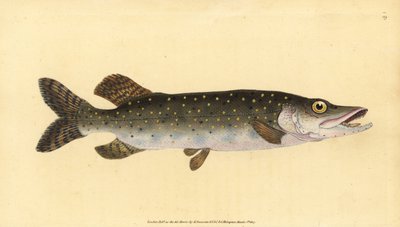 Nordgjedde, Esox lucius. Håndfarget kobberplate tegnet og gravert av Edward Donovan fra hans Natural History of British Fishes, Donovan og F.C. og J. Rivington, London av Edward Donovan