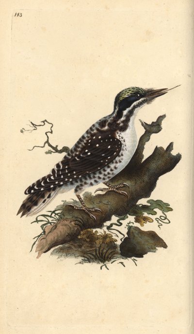 Nordlig tretået hakkespett. Picoides tridactylus. Håndfarget kobberplate tegnet og gravert av Edward Donovan fra hans egen "Natural History of British Birds," London av Edward Donovan