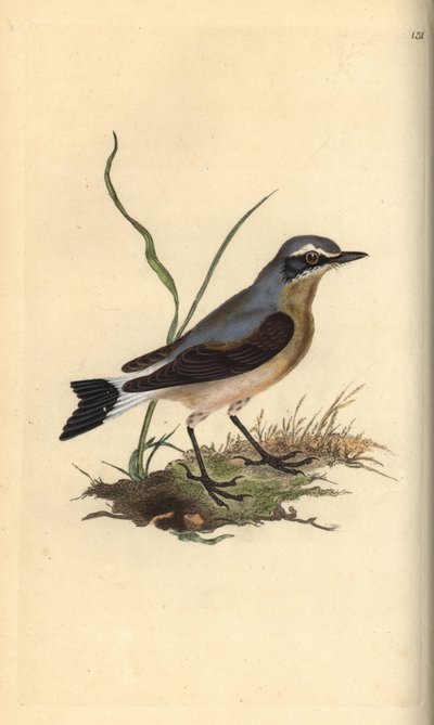 Nordlig hvete, Oenanthe oenanthe. Håndfarget kobberplate tegnet og gravert av Edward Donovan fra hans egen "Natural History of British Birds," London av Edward Donovan