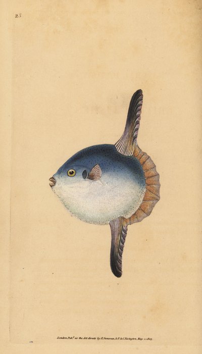 Havsolfisk, Mola mola. Sårbar. (Solfisk, Tetrodon mola). Håndfarget kobberplate tegnet og gravert av Edward Donovan fra hans Natural History of British Fishes, Donovan og F.C. og J. Rivington, London av Edward Donovan