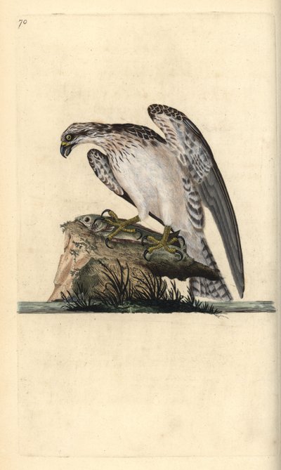 Fiskeørn, Pandion haliaetus, stående på en fanget fisk. Håndfarget kobberplate tegnet og gravert av Edward Donovan fra hans egen "Natural History of British Birds," London av Edward Donovan