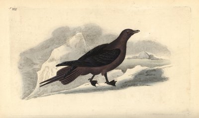 Parasittisk Jaeger, Stercorarius parasiticus. Håndfarget kobberplate tegnet og gravert av Edward Donovan fra hans egen "Natural History of British Birds," London av Edward Donovan