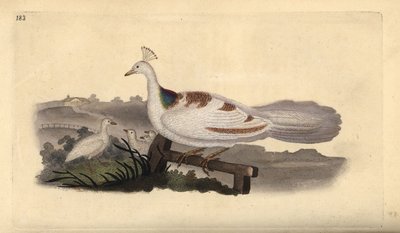 Påfuglfot, Pavo cristatus, hunn med unger. Håndfarget kobberplate tegnet og gravert av Edward Donovan fra hans egen "Natural History of British Birds," London av Edward Donovan