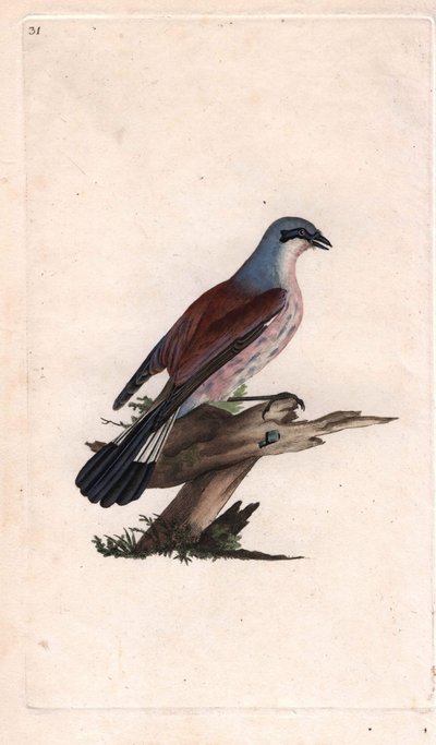 Flayer Shrike Magpie. Lanius collurio. Kobberstikk av Edward Donovan (1768-1837), publisert i Natural History of British Birds, London av Edward Donovan