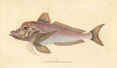 Piper, Trigla lyra. Håndfarget kobberplate tegnet og gravert av Edward Donovan fra hans Natural History of British Fishes, Donovan og F.C. og J. Rivington, London av Edward Donovan