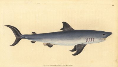 Porbeagle, Lamna nasus. Sårbar. (Porbeagle hai, Squalus cornubicus). Håndfarget kobberplate tegnet og gravert av Edward Donovan fra hans Natural History of British Fishes, Donovan og F.C. og J. Rivington, London av Edward Donovan