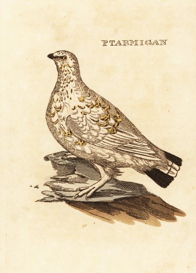 Rype eller hvitvilt, Lagopus lagopus av Edward Donovan