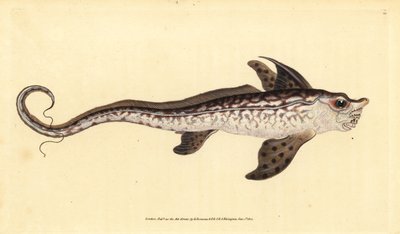 Kaninfisk eller sjømonster, Chimaera monstrosa. Nær truet. Håndfarget kobberplate tegnet og gravert av Edward Donovan fra hans Natural History of British Fishes, Donovan og F.C. og J. Rivington, London av Edward Donovan