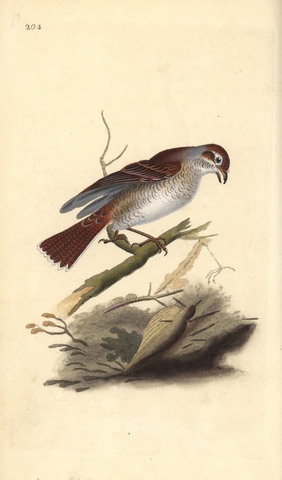 Rødrygg (hunn), Lanius collurio. Håndfarget kobberplate tegnet og gravert av Edward Donovan fra hans egen "Natural History of British Birds," London av Edward Donovan