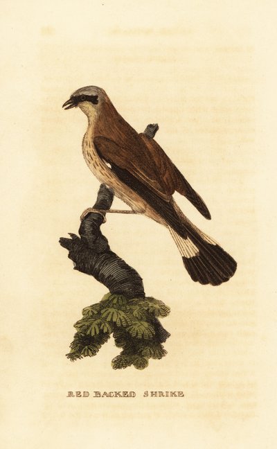 Rødrygg, Lanius collurio av Edward Donovan