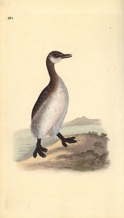 Rødhalset lappedykker (hunn), Podiceps grisegena. Håndfarget kobberplate tegnet og gravert av Edward Donovan fra hans egen "Natural History of British Birds," London av Edward Donovan