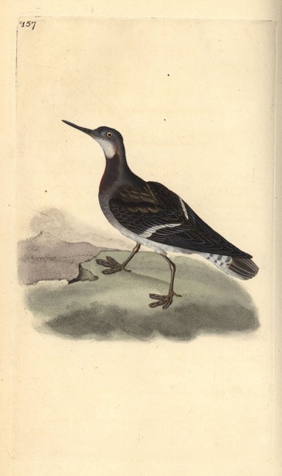 Rødhalset phalarope, Phalaropus lobatus. Håndfarget kobberplate tegnet og gravert av Edward Donovan fra hans egen "Natural History of British Birds," London av Edward Donovan