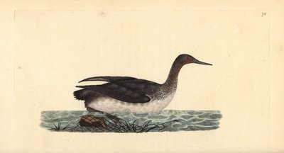 Rødstrupet lom eller dykker, Gavia stellata. Håndfarget kobberplate tegnet og gravert av Edward Donovan fra hans egen "Natural History of British Birds," London av Edward Donovan