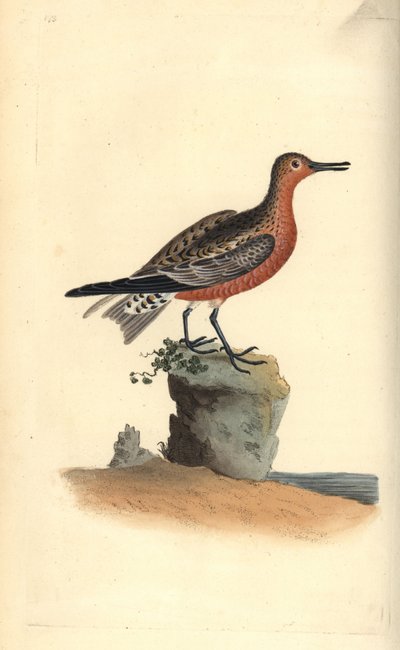 Rød knute, Calidris canutus. Håndfarget kobberplate tegnet og gravert av Edward Donovan fra hans egen "Natural History of British Birds," London av Edward Donovan