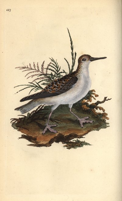 Rød phalarope, Phalaropus fulicarius. Håndfarget kobberplate tegnet og gravert av Edward Donovan fra hans egen "Natural History of British Birds," London av Edward Donovan